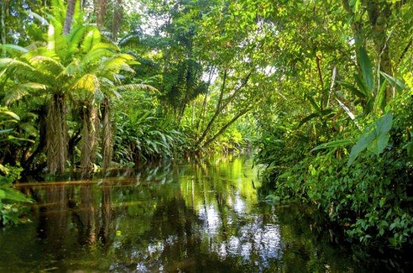 14. Arkeologlar, bir zamanlar Amazon Yağmur Ormanları'nın kuru kesimlerinde yaşamış bir topluluğun kalıntılarını buldular.