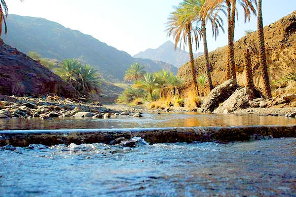 13. Живой символ ОАЭ - это...