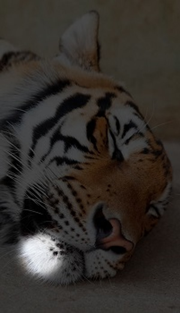 Посмотреть правильный ответ: