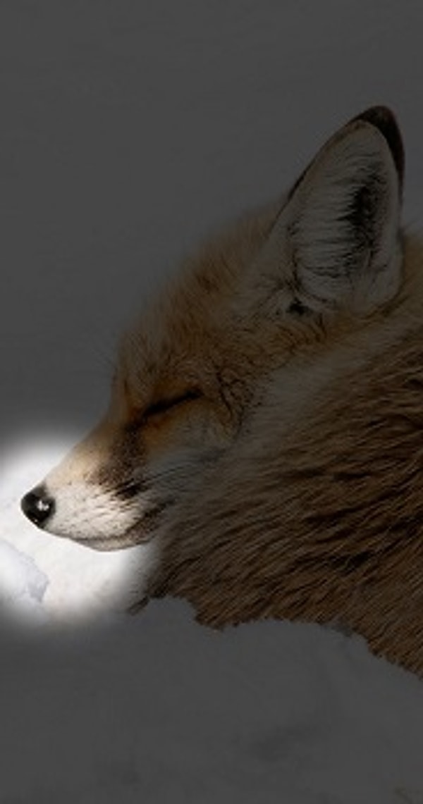 Посмотреть правильный ответ: