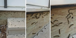 Çığlıklara Karşı Tepki Veren Tırtıl Sürüsünün İlginç Görüntüsü