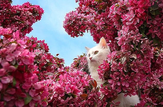 Тем временем в Турции: Для единственной породы кошек, которая любит плавать, будет создан специальный бассейн!