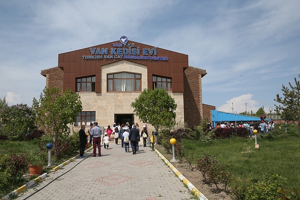 Кошки эти знамениты настолько, что в Турции открыт целый Исследовательский Центр, который занимается изучением исключительно данной породы.