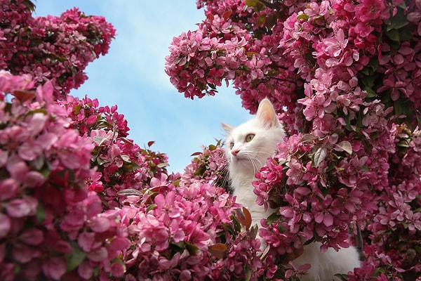 В этом центре содержатся 240 питомцев. "Что же такого необычного в этих кошках?" - спросите вы.