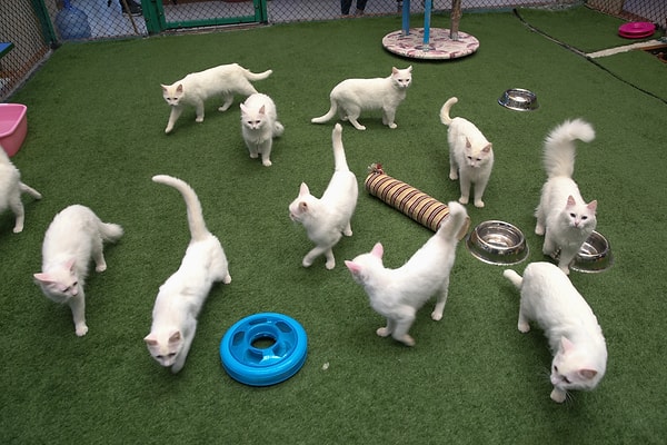 Ко всему прочему, в скором времени они еще и смогут плавать в специальном бассейне.