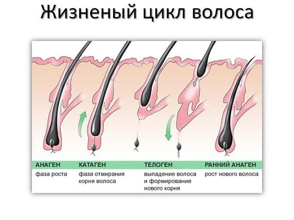 9. Всего одна волосяная луковица способна породить до 30 волос за всю жизнь.
