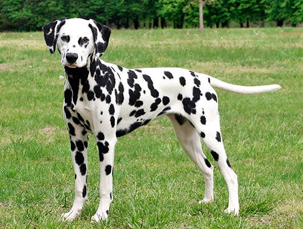 2. Что это за порода?