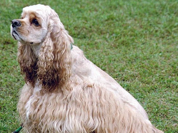 7. Что это за порода?