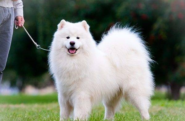 8. Что это за порода?