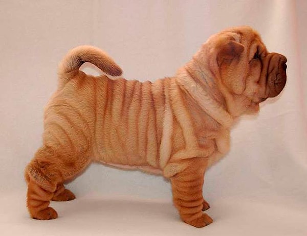 10. Что это за порода?