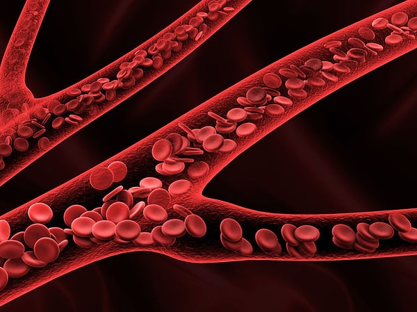 1. Как называются клетки крови, переносящие кислород?