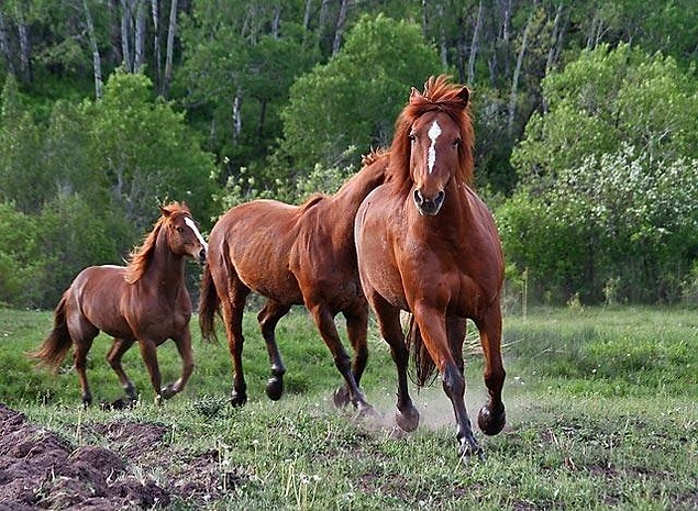 Rüyada at nasıl tabir edilir Rüyada at görmenin anlamı nedir Rüyada at nasıl tabir edilir Rüyada at görmenin anlamı nedir