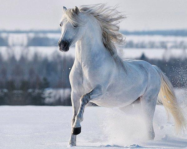 Rüyada Beyaz At Görmek