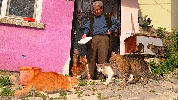 Murat Amca'dan sonra Hatice Teyze'nin kanser tedavisindeki en büyük destek, evdeki ve kapıdaki bu kediler.
