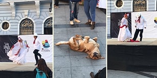 Patisinden Geldiğince Bir Şeyler Yaparak Dans Eden İnsanlara Eşlik Etmeye Çalışan Köpek