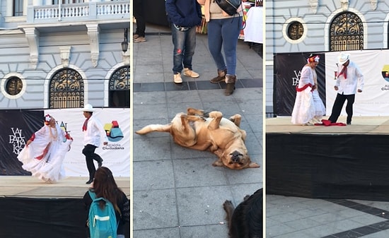 Patisinden Geldiğince Bir Şeyler Yaparak Dans Eden İnsanlara Eşlik Etmeye Çalışan Köpek