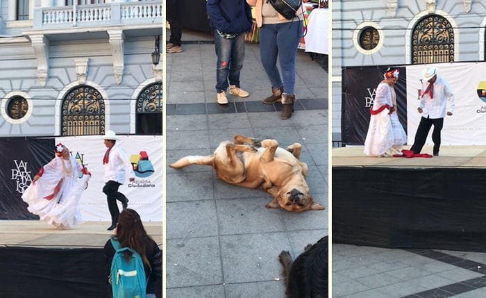 Patisinden Geldiğince Bir Şeyler Yaparak Dans Eden İnsanlara Eşlik Etmeye Çalışan Köpek