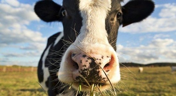 2. Ваша ассоциация к слову "корова"?