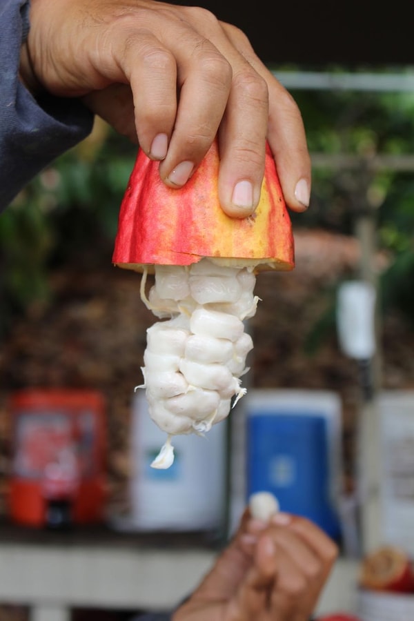 5. Внутри плода - белая мякоть, окружающая 25-40 какао-бобов