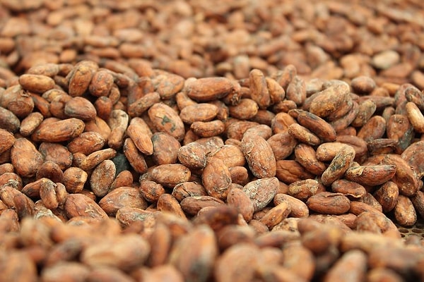 9. Затем бобы сушат на солнце в течение 7-10 дней