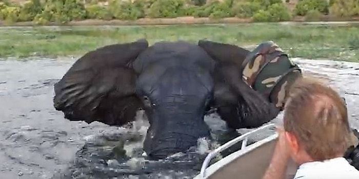 Nehirde Serinlerken Aniden Sinirlenip Turist Teknesine Saldıran Fil