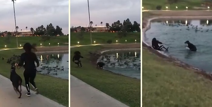 Kuşları Kovalama Merakı Yüzünden İnsan Dostunu Sırılsıklam Eden Yaramaz Köpek