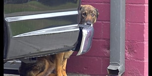 Sokakta Ağlarken Bulunup Kurtarılan Köpeğin, Kısa Sürede Geçirdiği Muhteşem Değişim İçinizi Isıtacak!