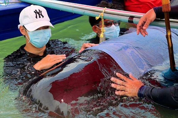 Tayland'ın Malezya sınırındaki kanalda bulunduğunda, pilot balina neredeyse ölmek üzereydi.