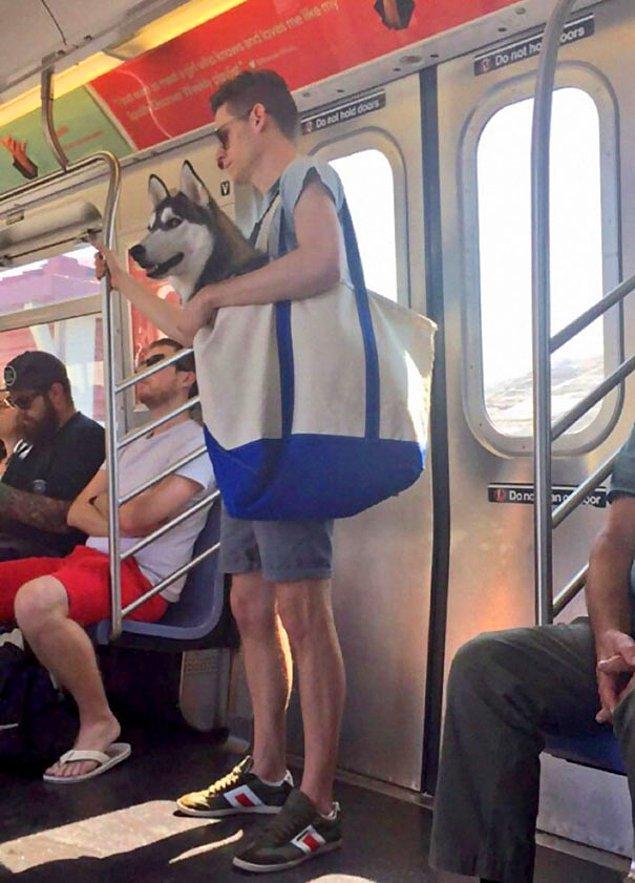 6. New York'ta onları taşımadığınız sürece köpeklerin metroya binmesine izin verilmiyor. Güzel çözüm...