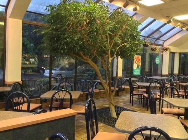 14. Ресторан с настоящим деревом, растущим прямо посреди здания