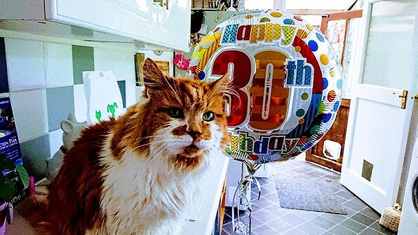 1. А вот и именинник! Ему исполнилось 30 лет!!!