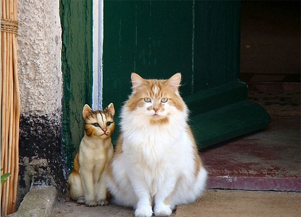 10. Именно поэтому Рабл всегда купается во внимание и заботе хозяйки.