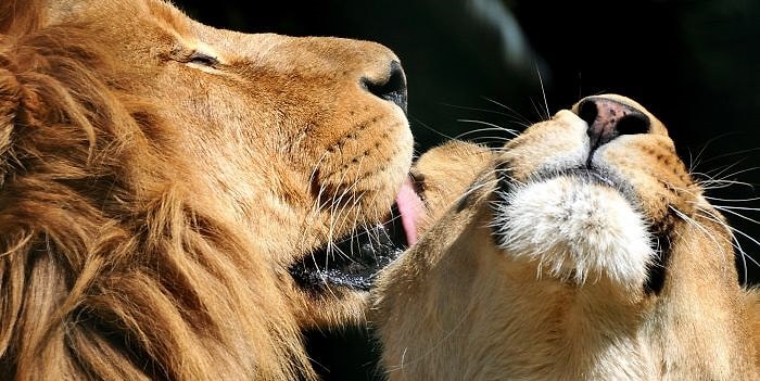 Тест: Какое вы животное в любви?