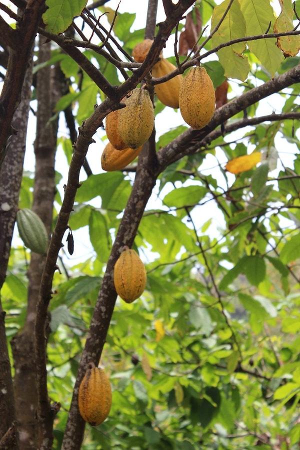Burada kakao ağacının dallarında büyüyen kakao kozalarını görebilirsiniz. Bu fotoğraf Grenada'da çekildi.