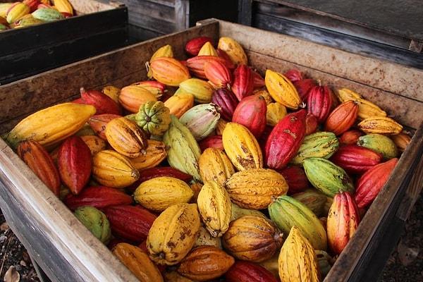Hawaii'de çekilen bu fotoğraf, kakao kozalarının ne kadar güzel renkleri olduğunu gösteriyor.