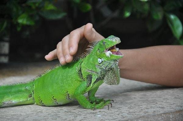 Rengarenk ve egzotik: İguana