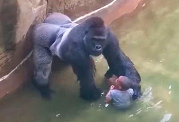 15. Goril Harambe'nin son anları... Kafese düşen çocuğu kurtarmak isteyen 17 yaşındaki goril, çocuğa saldırdı zannedilince öldürülmüştür. Bu olay 2016 yılında Sinsinati Hayvanat Bahçesi'nde gerçekleşmiştir. 😡😡