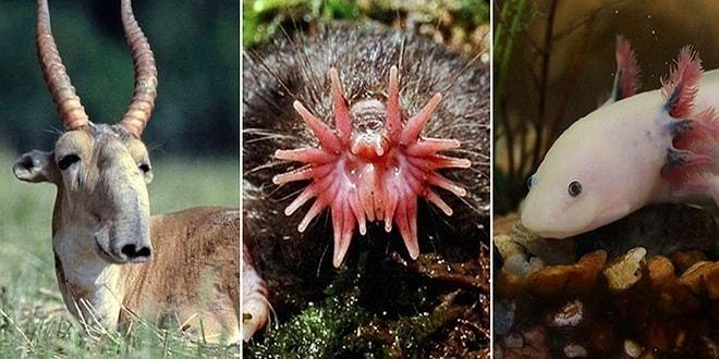 Dış Görünüşleri ile Gören Herkesi Anında Şaşkına Çevirecek 17 Tuhaf Hayvan