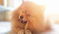 Köpeğinizin Tüyleri Aslında Size Çok Şey Anlatıyor! 10 Maddede Köpeğinizi Sağlıklı Tüylere Kavuşturma Rehberi