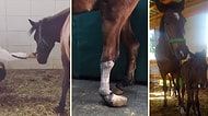 Ölümü Beklerken Güzel İnsanların Elinde Bambaşka Bir Hayata Kavuşan Atın Hikayesi Hepimizin İçini Isıttı