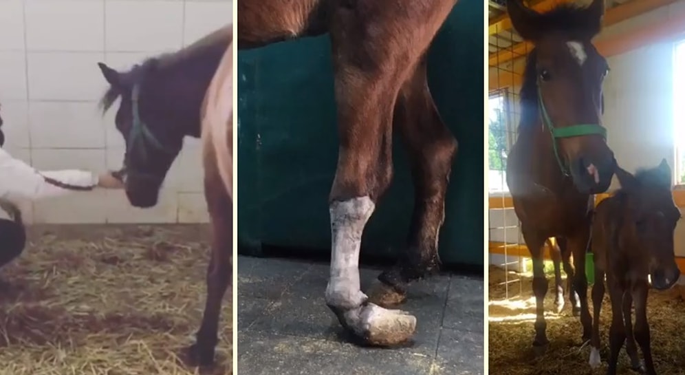 Ölümü Beklerken Güzel İnsanların Elinde Bambaşka Bir Hayata Kavuşan Atın Hikayesi Hepimizin İçini Isıttı