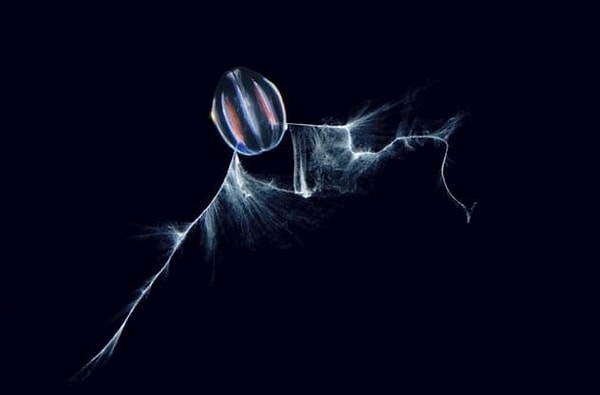 2. Гребневик