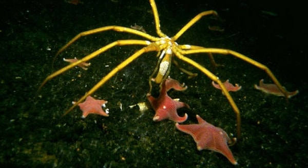 4. Морской паук