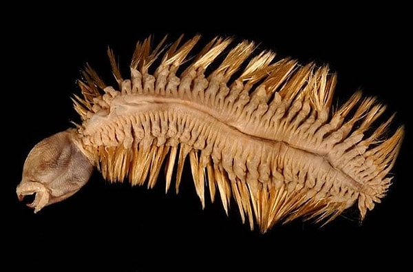 6. Polynoidae (многощетинковый червь)
