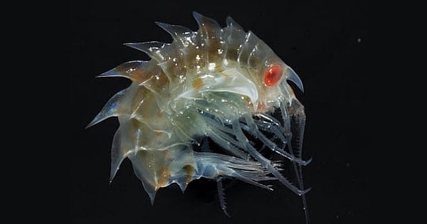 7. Морская блоха