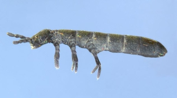 9. Коллембола (ногохвостка)