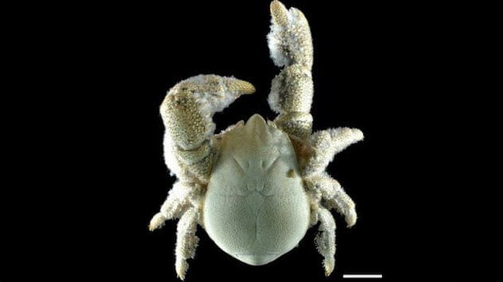 Удивительные обитатели Антарктики выглядят так, будто они животные из других миров