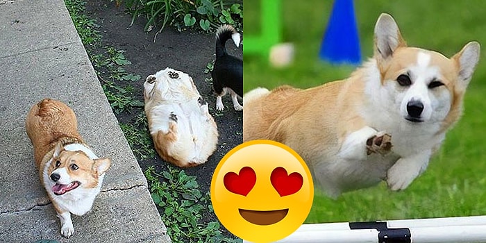 Очаровательные фото, наглядно показывающие, почему все вокруг без ума от вельш-корги