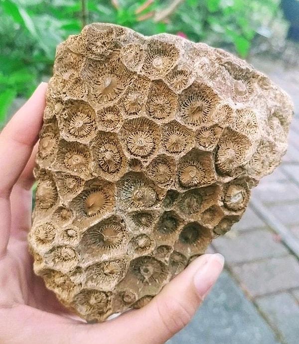 1. "Koca bir parça fosilleşmiş mercan buldum."
