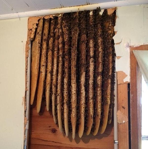 12. "Eski bir evi yenilerken arı kovanı buldum."